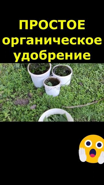 ПРОСТОЕ УДОБРЕНИЕ ДЛЯ ОГУРЦОВ #shorts #удобрение #удобрениеизкрапивы