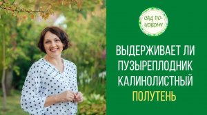 Выдерживает ли Пузыреплодник калинолистный полутень_