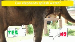 What can wild animals do？