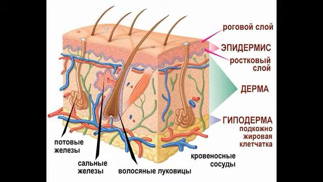Будь здоорв без докторов смотреть онлайн