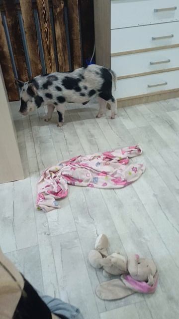 Минипиги 7 месяцев от роду .mp4