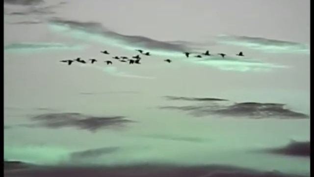 Greylag Geese, 090911, 001 смотреть онлайн