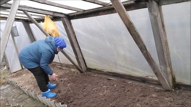 Навела порядок в теплице. Посеяла горчицу