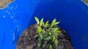 Лавровый лист в средней полосе России. Удачная зимовка!