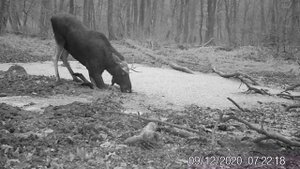 Лось на льду: как находить еду зимой