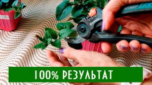 Как правильно черенковать петунии со 100% результатом