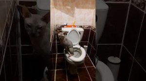 кот ходит на унитаз