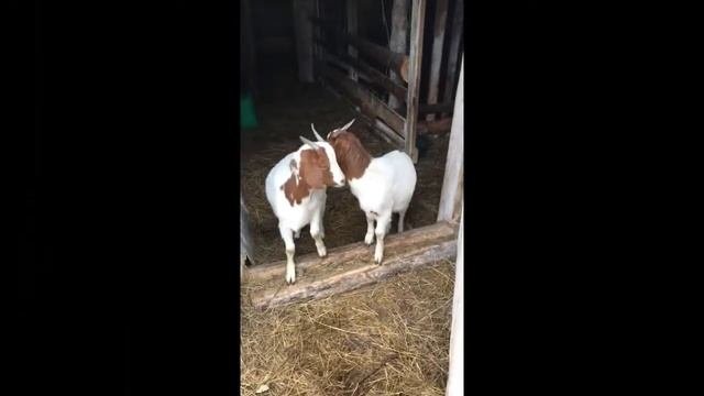 ДВЕ СЕСТРЫ   - ЧАСТУШКИ