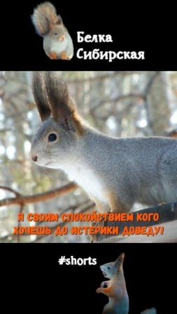 Белка и ее спокойствие