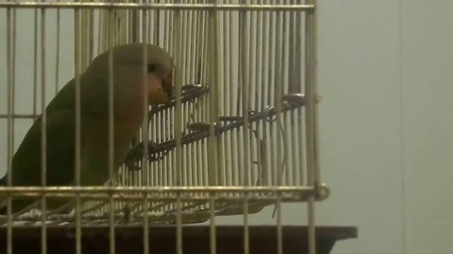 первый опыт малыша (неразлучники) смотреть онлайн