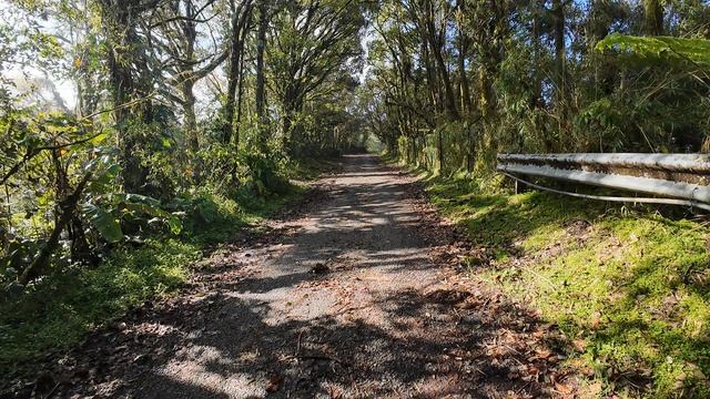 14 Cameron Highlands, Tanah Rata, тропинка в Mossy Forest , Малайзия.