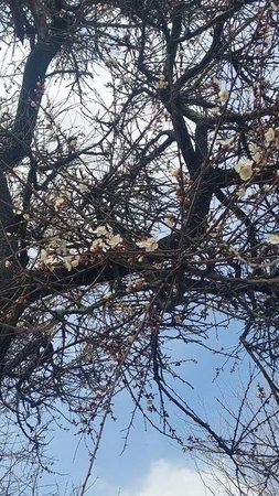 Абрикосы зацвели