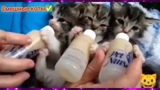 Котята с бутылочкой / подборка видео про смешных котят / смотреть видео про котиков