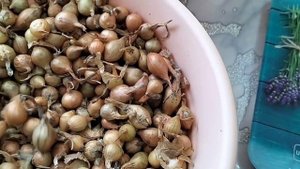 Насчитали пенсию/Получила лук с Валдберис/Ватрушки по вашему рецепту