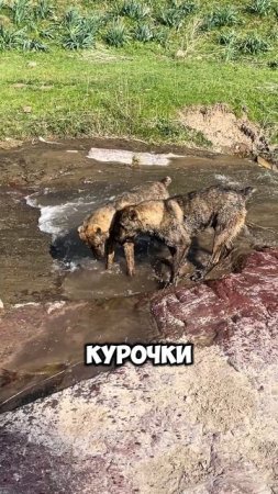 Водопады Таваксая и три собаки #таваксай #водопадытаваксая #trekkingclubuzbekistan