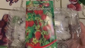 Посев земляники Барон Солемахер