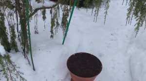 Дачный влог 24.02.2025