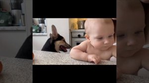 Любимые бобры )))