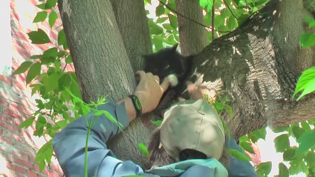 Дневник кошечки Пуси. Утренний моцион