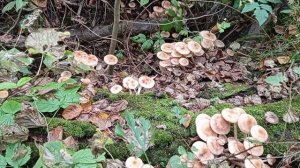 Тихая Охота