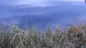 Охотское море_Белки частые гости_Доброта спасет мир