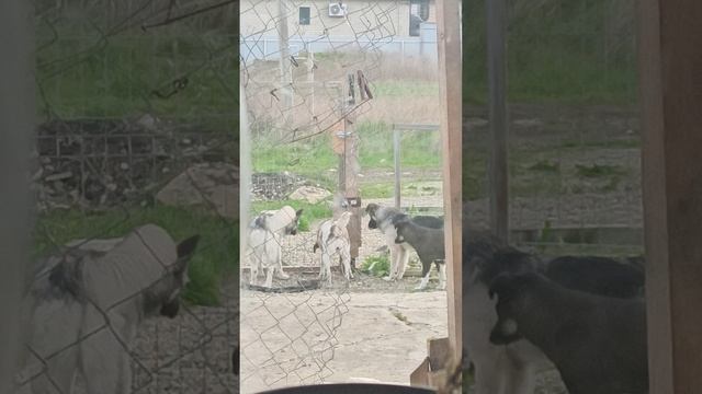 Альма опять пытается открыть калитку - она пришла уже в возрасте и просила приютить ее с щенком