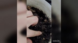 Вермиферма. Домашние червяки.