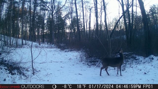 BowCreek Trail Camera - Shale Bank Logging Road - Dec 2023 to Feb 10th 2024 смотреть онлайн