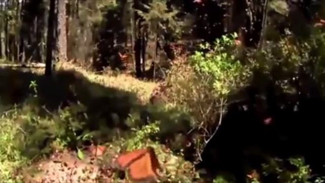 Вид на природу смотреть онлайн