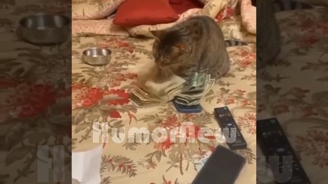 как правильно считать