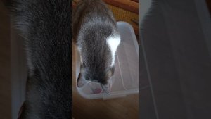 Симба все же достал из коробки любимую игрушку