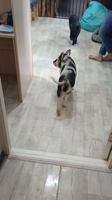 Деловые минипиги .mp4