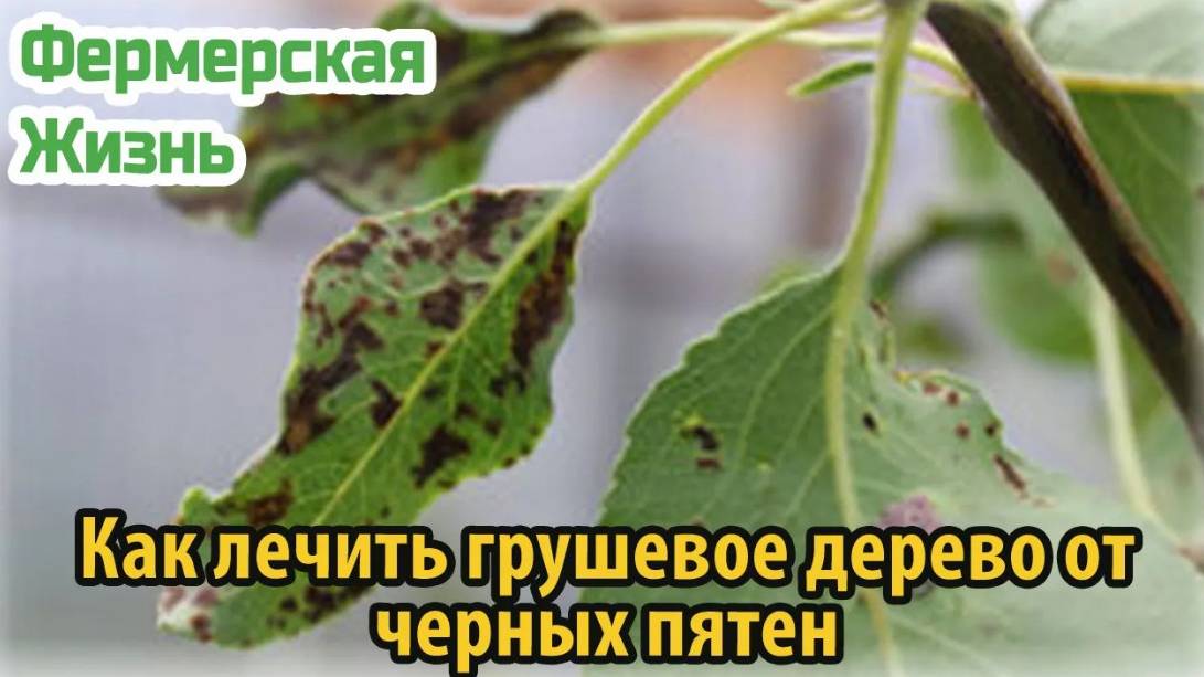 Как лечить грушевое дерево от черных пятен