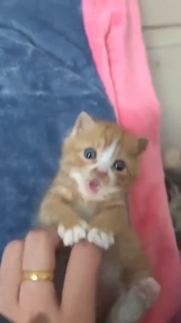 котёнок смотреть онлайн