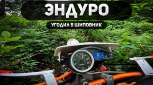 Эндуро катка: Шиповник и бревна!