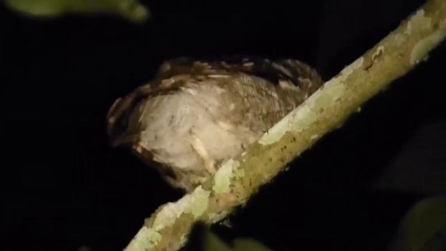Foothill Screech Owl, Megascops roraimae napensis, Cordillera Azul, Peru, 25 June 2019 смотреть онлайн