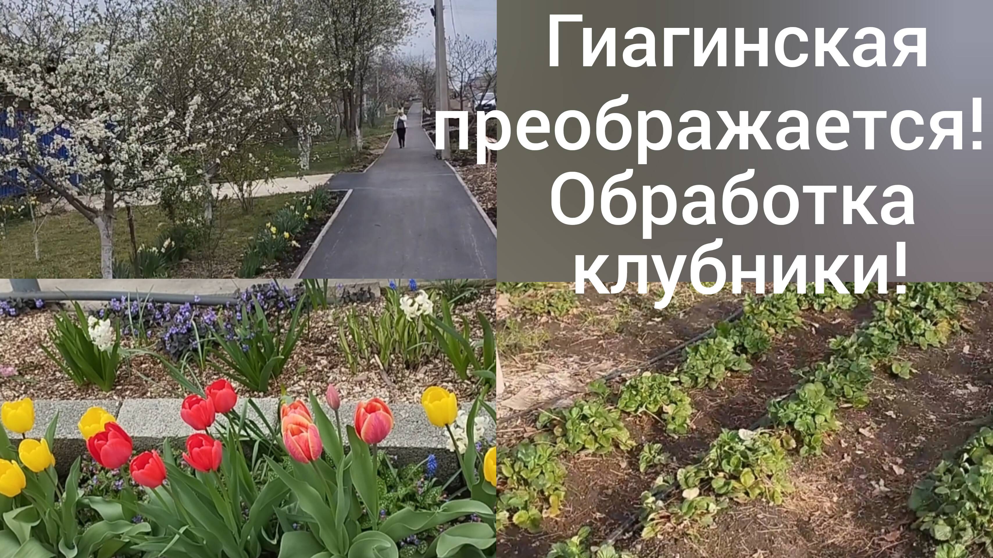 Станица Гиагинская преображается/Обработка клубники весной/Наш сад/Из Омска в Адыгею/