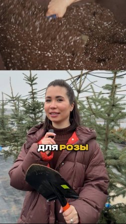 Розы Почернели? Вот Что Делать!