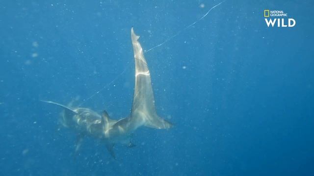 Pose d'un biologgeur sur un requin-marteau смотреть онлайн