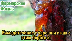 Камедетечение у черешни и как с этим бороться