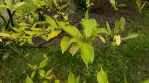 САД в начале лета/Цветущие кустарники, цветы с подписями/Новый миксбордер/РОЗЫ перед цветением