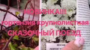 Новинка сезона 2025 гортензия крупнолистная "Сказочный поезд"