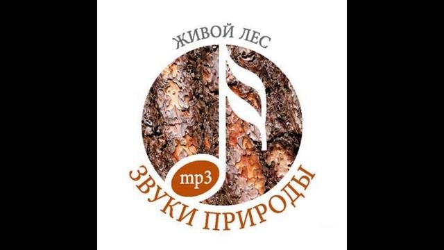 Звуки природы.Живой лес смотреть онлайн