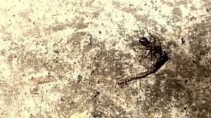 Запасливый муравей