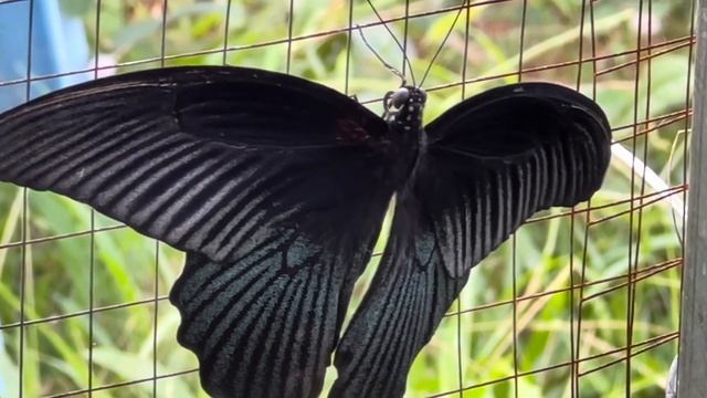 Кофемашина бьется током, сбор риса в деревне и саженцы клубники из России приехали в Лаос 🇱🇦