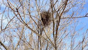 Первый металл в этом году, но берёзовый сок не попил.