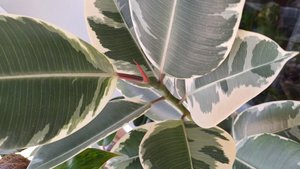 Расстения на балконе🌿☀️🪴 Фикусы и другие...