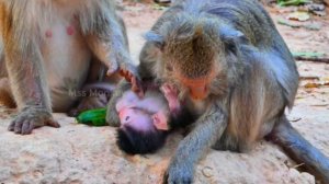 В этой истории обезьяны двух разных пород... 1000043692.mp4