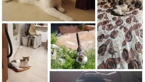 Проделки Микусика 4