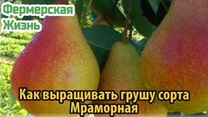 Как выращивать грушу сорта Мраморная